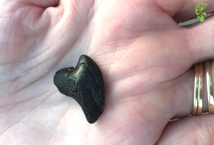 Summer Traditions: Finding Shark Teeth at the Beach!