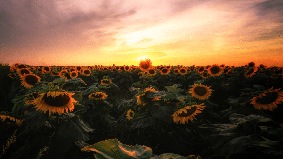 sunflower field proposal idea